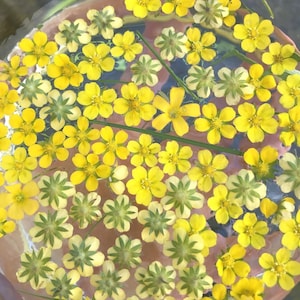 Indiase Aardbei Bloem Essence | Flower Essence voor speelsheid | Flower Essence voor meer energie | Flower Essence voor lachen en plezier