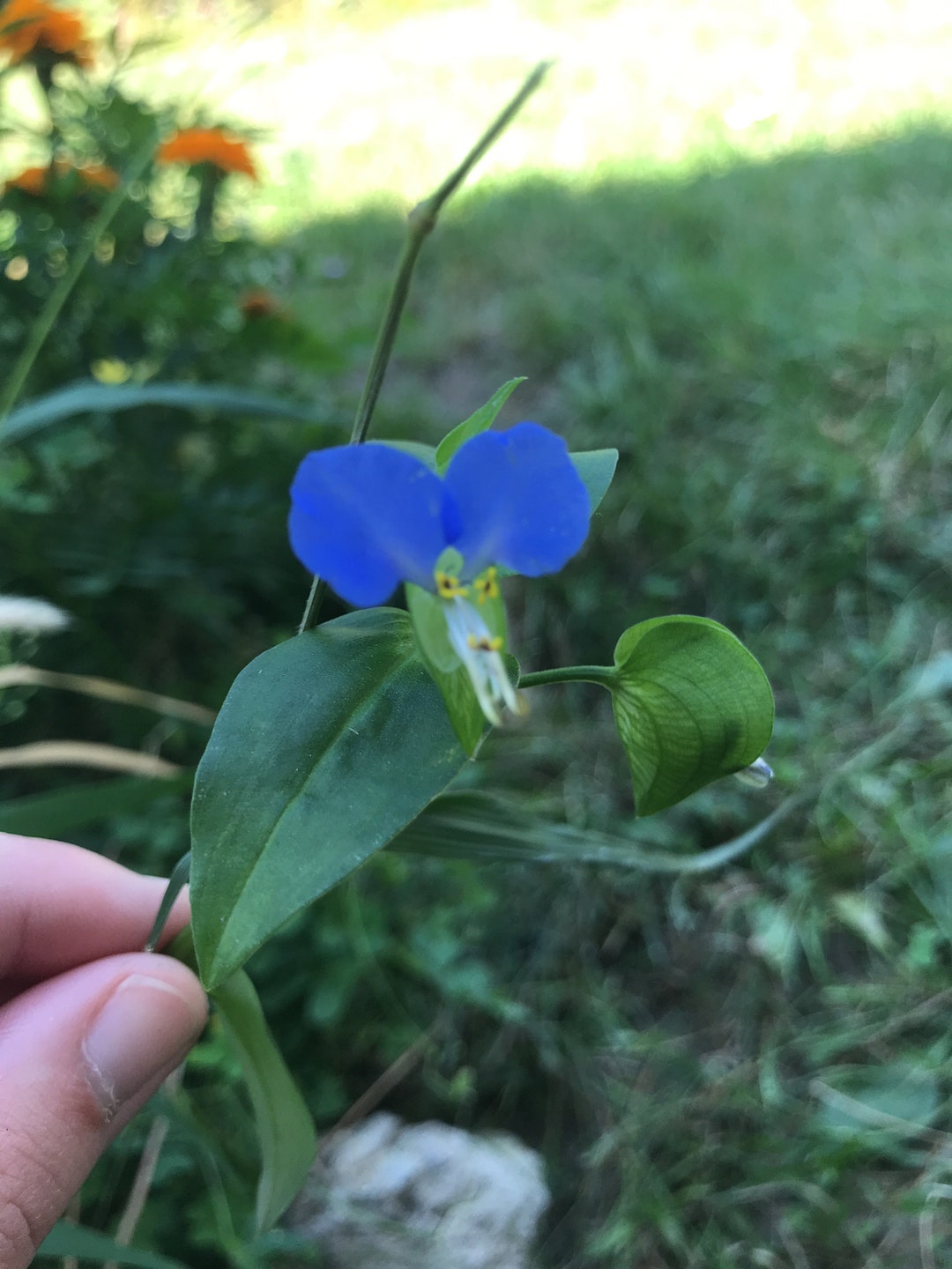 Asiatic Dayflower Flower Essence Flower Essence for Being Present