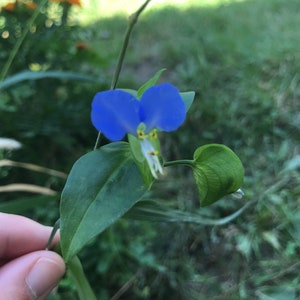 Asiatic Dayflower Flower Essence | Flower Essence for Being Present | Flower Essence for Grounding | Flower Essence for Balance & Overwhelm