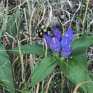 Bottle Gentian Flower Essence | Flower Essence for Clarity | Flower Essence for Depression | Flower Essence for Trauma