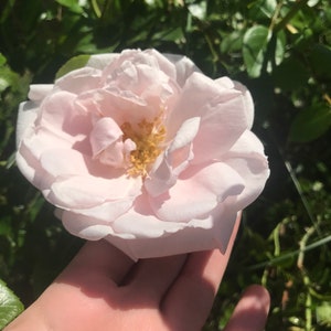 Pink Rose Flower Essence | Flower Essence for Fear | Flower Essence for Subconscious Trauma & Hurt | Flower Essence for Self Love