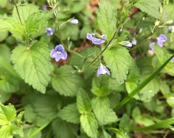 Speedwell Flower Essence | Flower Essence for Healing | Flower Essence for Energy and Flow | Flower Essence for Balance & Harmony