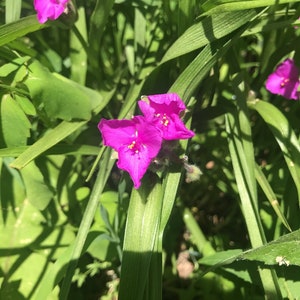 Spinnkraut Blume Essenz | Blütenessenz zur Heilung von Traumata & negativem Verhalten | Blütenessenz für Klarheit | Blütenessenz für Gewohnheiten