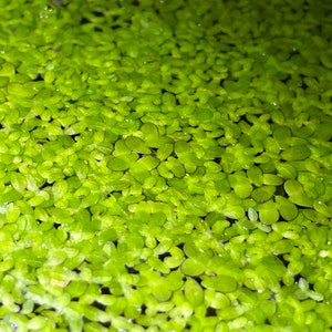 Live Duckweed 1 oz - Aquatic Floating Plant, Goldfish, Koi, Turtle Food