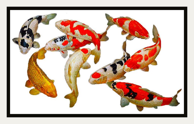 9 Lucky Koi 2 Instant Download / Digital File/ PDF file Etsy