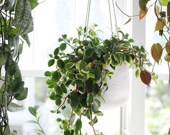 8inch Hanging Planter Basket, for a hanging indoor plant, hanging plant holder, plant hanger