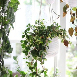 8inch Hanging Planter Basket, for a hanging indoor plant, hanging plant holder, plant hanger
