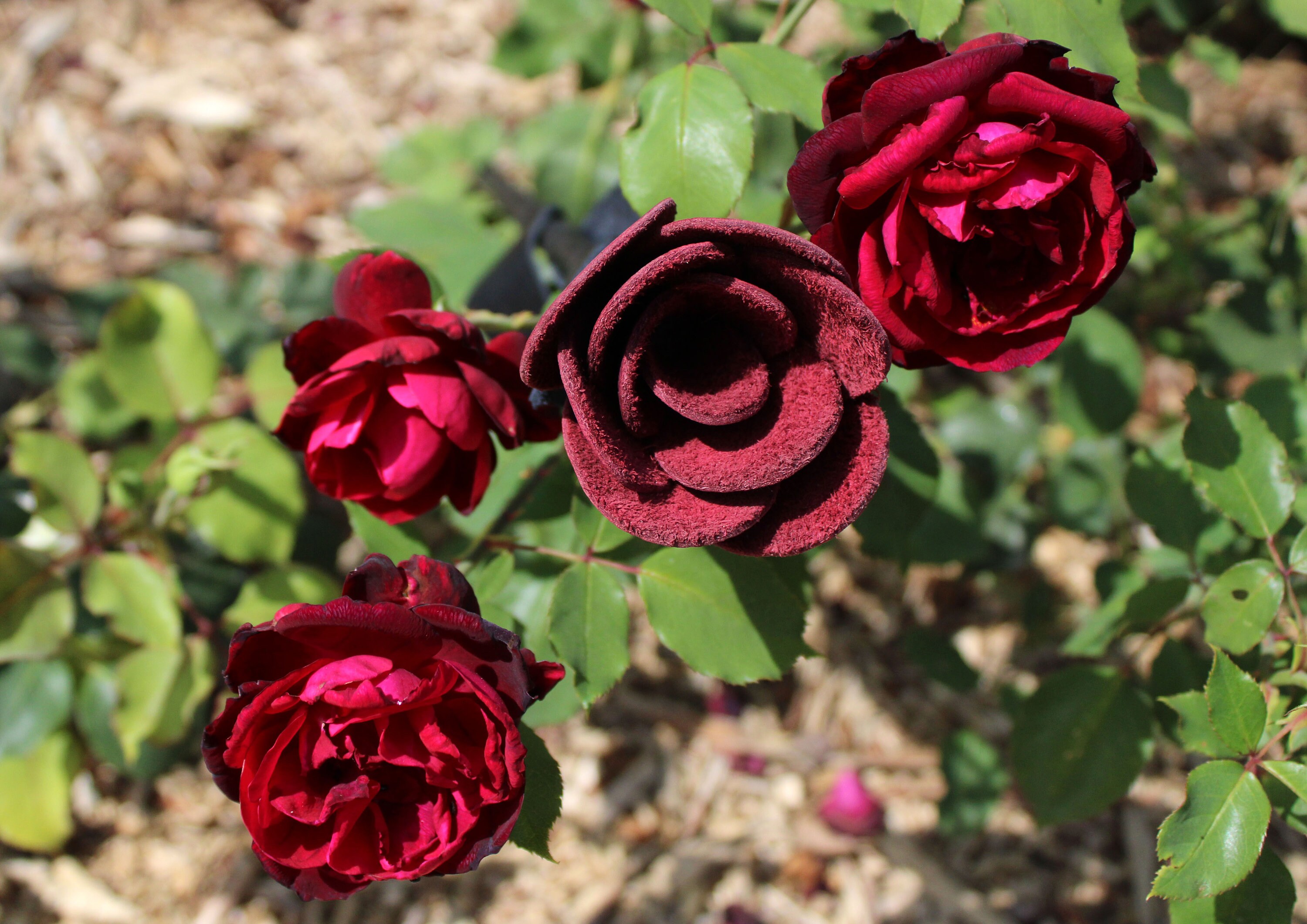 Pankin Rostea Burgundy Riding Crop Spanking Rose, Leather Bdsm Flower - Etsy