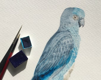 Blue Bird II