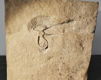 Fósil de estrella frágil