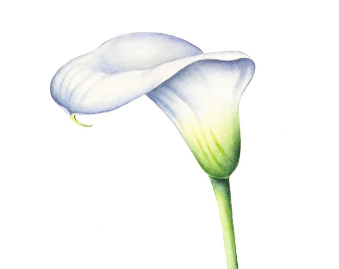 Calla Lily Watercolor Painting: Original Botanical Wall Art, 5x7
