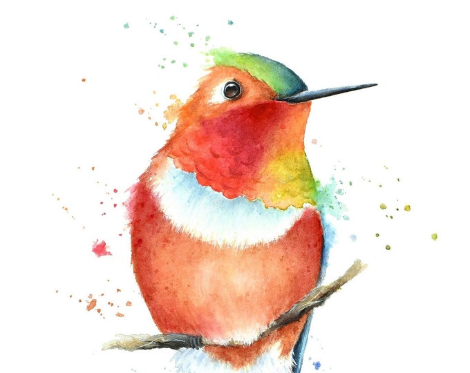 Hummingbird Watercolor Print by Christy Barber | Rufous Hummingbird Painting, Hummingbird Print, Hummingbird Art, Bird Print, Bird Artwork