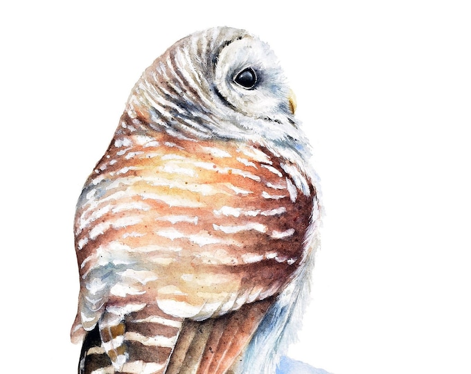 Barred Owl Watercolor Print by Christy Barber | Owl Wall Art Decor, Bird Wall Art, Nature Painting, Animal Artwork, Winter Snow, Gift