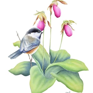 Chickadee Pink Lady Slippers Watercolor Print| Chickadee Wildflower Painting by Christy Barber