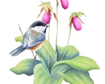 Chickadee Pink Lady Slippers Watercolor Print| Chickadee Wildflower Painting by Christy Barber