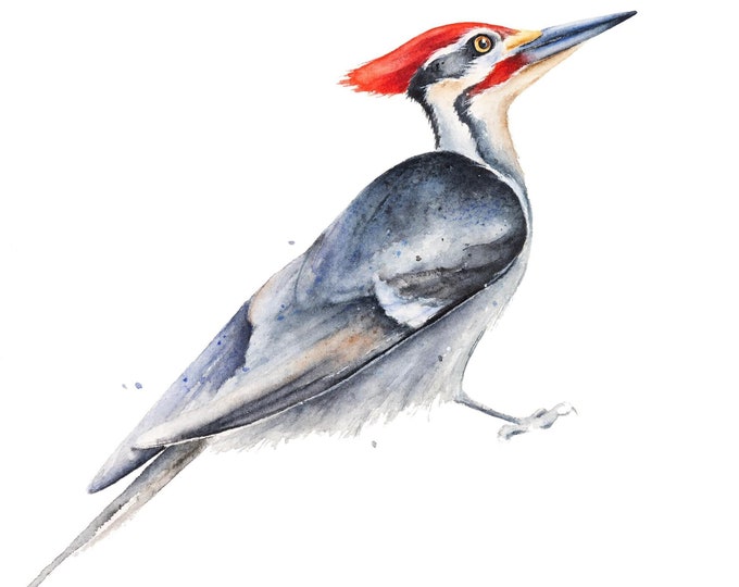 Pileated Woodpecker Watercolor Painting by Christy Barber | Bird painting, Nature Print, Wildlife Wall Art, Audubon, Woodlands, Backyard