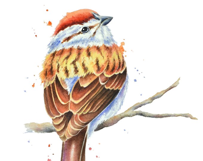 Chipping Sparrow on Branch Watercolor Print | Bird Watercolor Painting, Sparrow Print, Bird Painting, Bird Artwork,