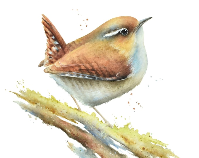 Wren Watercolor by Christy Barber | Jenny Wren, Wren Painting, Bird Art Print, Pacific Wren Bird Decor, Miniature Animal Artwork