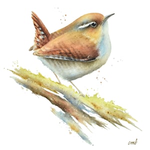 Wren Watercolor by Christy Barber | Jenny Wren, Wren Painting, Bird Art Print, Pacific Wren Bird Decor, Miniature Animal Artwork