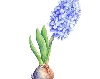 Hyacinth Watercolor | Hyacinth Wall Art, Purple Hyacinth Print, Flower Artwork Kitchen Decor, Illustration Botanical Print, Farmhouse Decor