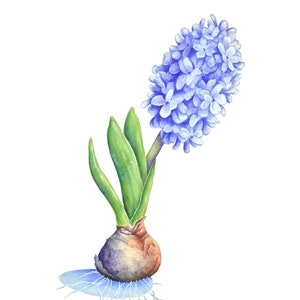 Hyacinth Watercolor | Hyacinth Wall Art, Purple Hyacinth Print, Flower Artwork Kitchen Decor, Illustration Botanical Print, Farmhouse Decor