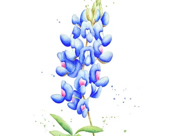 Bluebonnet Watercolor Print: Texas Wildflower Art, Botanical Illustration
