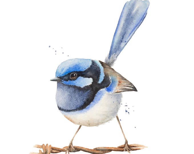 Fairy Wren Superb by Christy Barber | Bird Painting, Wall Art Decor, Fine Art Print, Animal Watercolor, Bird Illustration, Songbird, Gift