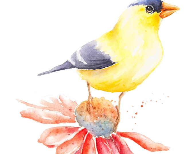 Original American Goldfinch Watercolor by Christy Barber| Bird Painting, Wall Art Home Decor, Animal Artwork, Red Flower, Artist Study, Gift