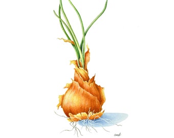 Onion Watercolor Painting: Foodie Kitchen Wall Art