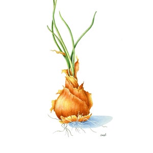 Onion Watercolor Print| Vegetable Painting, Foodie Artwork, Chef Wall Art, Food Artwork, Kitchen Decor, Housewarming Gift, Veggie Print