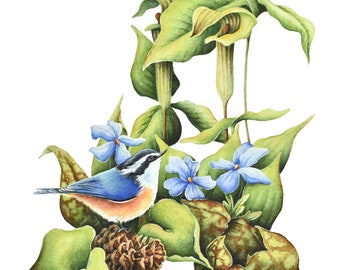 Nuthatch Jack in the Pulpit Print| Nuthatch Watercolor, Bird Wildflowers Wall Art, Forest Watercolor Painting, Mountain Home Decor
