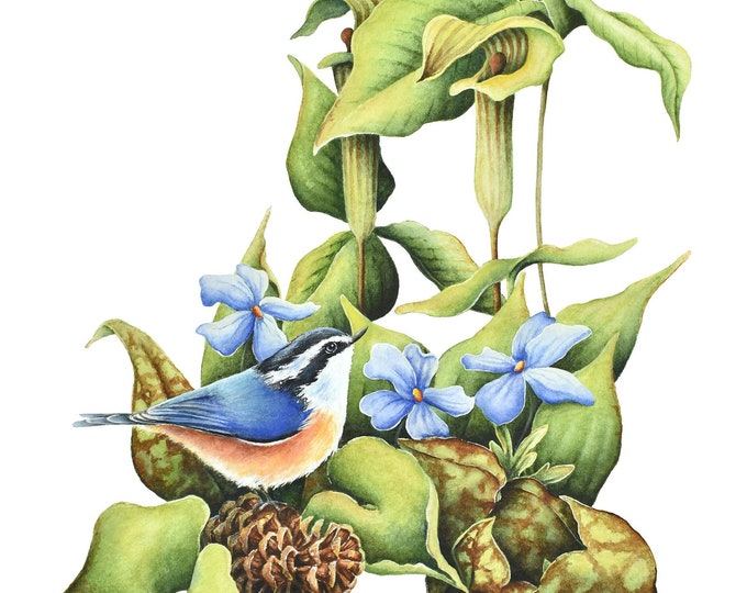 Nuthatch Jack in the Pulpit Print| Nuthatch Watercolor, Bird Wildflowers Wall Art, Forest Watercolor Painting, Mountain Home Decor