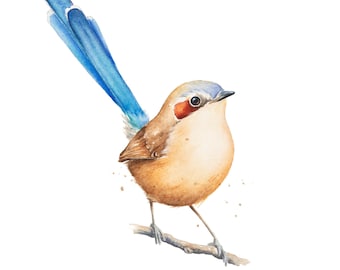 Fairy Wren Watercolor Painting: Purple Crowned Bird Art Print