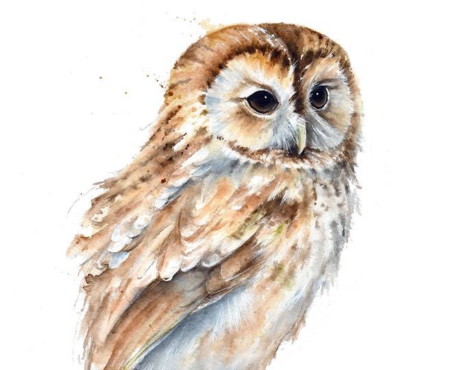 Tawny Owl Print | Owl Painting, Bird Watercolor Art Print by Christy Barber, Wall Art, Home Decor, Bird Portrait, Animal, Nature, Gift, Kids