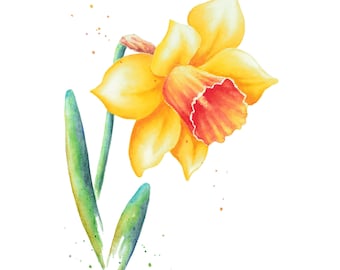 Daffodil  Watercolor Painting by Christy Barber | Daffodil Flower Print, Spring Art Kitchen Decor, Yellow Floral Artwork, Flower Wall Decor