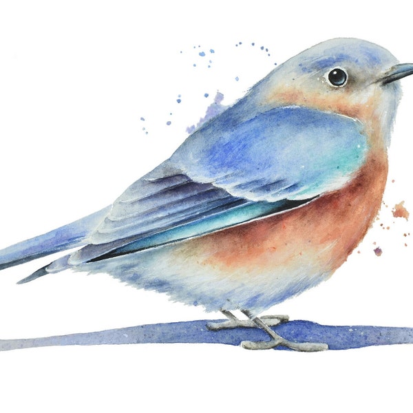 Bluebird Watercolor Painting by Christy Barber | Bluebird Art, Eastern Bluebird, Bluebird Watercolor Print, Bluebird Painting, Bird Wall Art