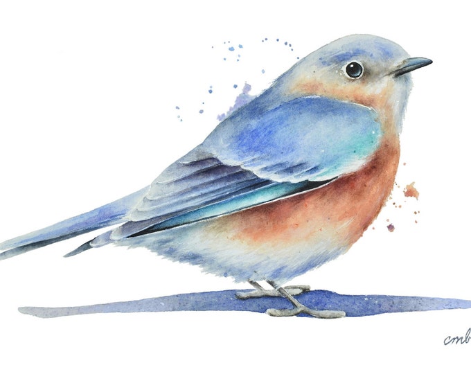 Bluebird Watercolor Painting by Christy Barber |  Eastern Bluebird Wall Art, Songbird Nature Print, Backyard Bird, Woodland Animal Decor