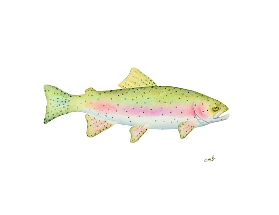 Rainbow Trout Art Fish Watercolor, Trout Print, Fish Illustration