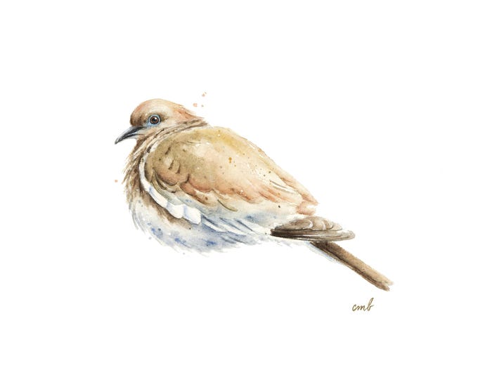 Original Mourning Dove Watercolor Print: Bird of Peace and Love