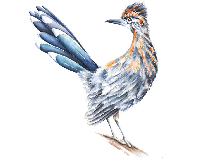 Roadrunner Watercolor Painting: Bird Illustration Art