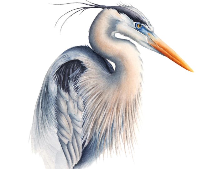 Great Blue Heron Watercolor Print: Coastal Bird Fine Art
