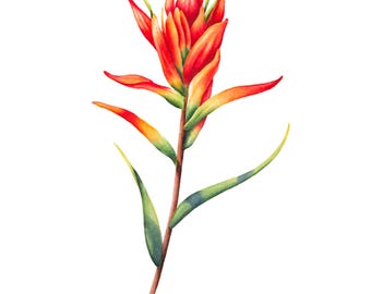 Indian Paintbrush Wildflower Watercolor Print: Wyoming State Flower