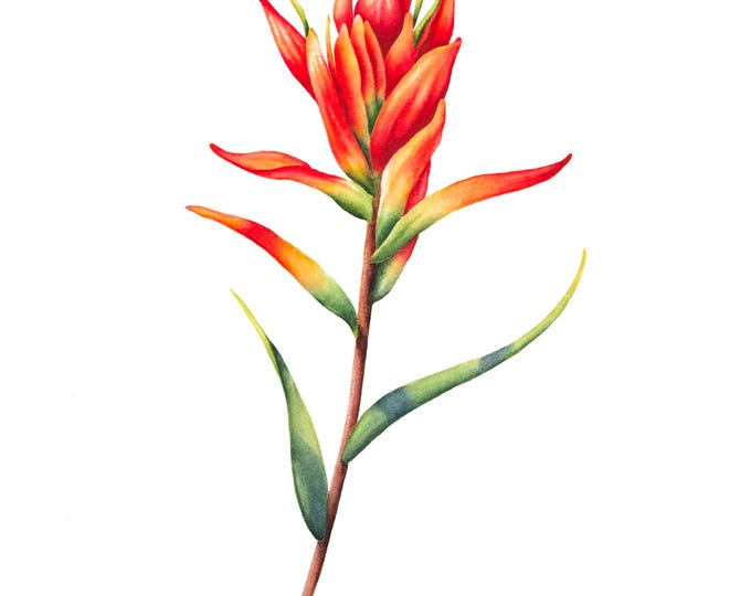 Indian Paintbrush Wildflower Watercolor Print: Wyoming State Flower
