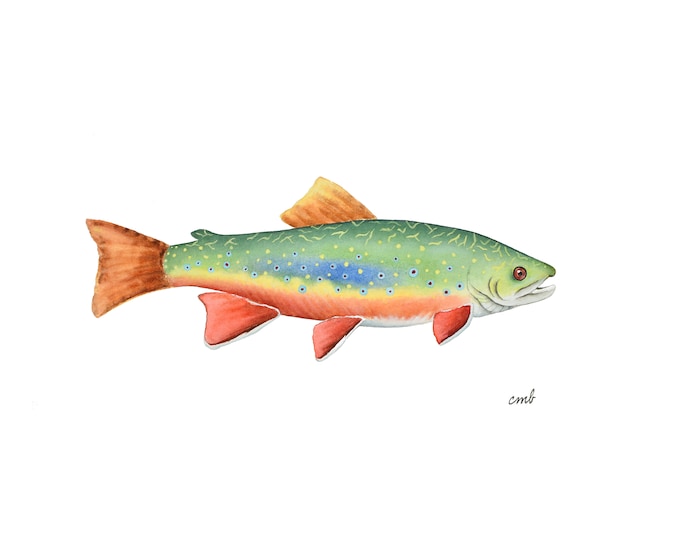 Brook Trout Print | Trout Painting, Trout Watercolor Print by Christy Barber, Fly Fishing, Fishing Artwork, Father's Day Gift, Fishing Decor