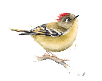 Original Ruby Crowned Kinglet Watercolor Painting| Bird Art Miniature, Bird Illustration, Artist's Study, Wall Art, Animal, Home Decor,
