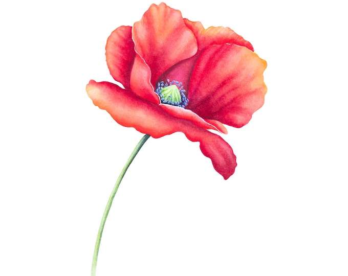 Red Field Poppy Watercolor Print: Wildflower Art Decor