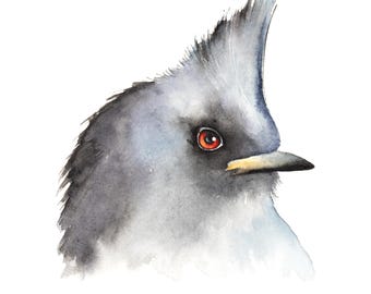 Original Phainopepla Study Watercolor by Christy Barber | Miniature Square Art, Bird Painting, Artwork, Animal Art Wall Decor, Nature Lovers