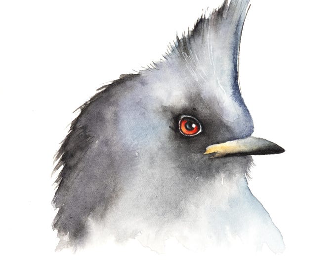 Original Phainopepla Study Watercolor by Christy Barber | Miniature Square Art, Bird Painting, Artwork, Animal Art Wall Decor, Nature Lovers