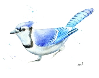 Blue Jay Watercolor Painting by Christy Barber | Blue Jay Giclee Print, Bird Watercolor Print, Blue Bird Painting, Blue Bird Artwork, Animal