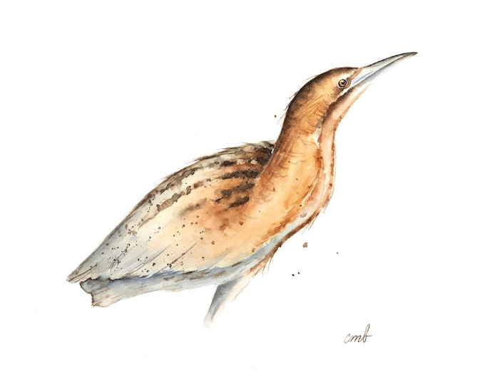 Bittern Original Watercolor Painting: Miniature Bird Art (5x7 in)
